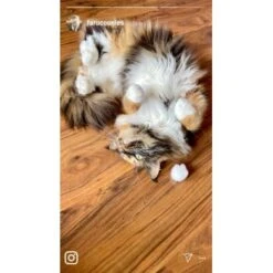 Kater Kasimir Premium Katzenminze, 60g Vorratspack (getrocknet, Geschnitten Und Gesiebt) -Trixie Deutschland Verkaufs-Shop 0a8ae32e60664223a1beefc94e9ac56208606b87 1408153 de DE adc4a873272fd6b5f96f57d3a5134693bfc5f272qXbFbT