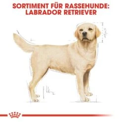 ROYAL CANIN Labrador Retriever Adult 12 Kg 10 ROYAL CANIN Labrador Retriever Adult 12 Kg -Trixie Deutschland Verkaufs-Shop 0fd6544b3929e2d70d0fdf71aff449666b66b55e c1482dc18e750c386b499feb71ddb619e49b18c5