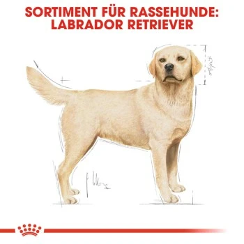 ROYAL CANIN Labrador Retriever Adult 12 Kg 4 ROYAL CANIN Labrador Retriever Adult 12 Kg – Bild 4