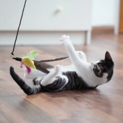 Schlitzohr Katzenangel Federanhänger 5x -Trixie Deutschland Verkaufs-Shop 11ed2d225658009b8abd2f7334a71527c7d32c64 1484675 de DE 2194cc6dae193c9b0d821763f83834cddf74faa5Q2fI5o