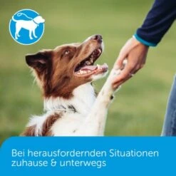 ADAPTIL Calm Halsband Anti Stress Erziehungshalsband S-M -Trixie Deutschland Verkaufs-Shop 18c946a752892f4e19b912cbebf4186fdea7e93c 1204441 5