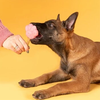 Smoofl Starterkit Für Welpen 2 Smoofl Starterkit Für Welpen – Bild 2