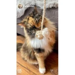 Kater Kasimir Deluxe Set Mit 9 Beliebten Katzenspielzeugen Aus Naturmaterial Und Handgemachtem CATDAD Armband -Trixie Deutschland Verkaufs-Shop 1f04ffa2e176fa1eec74eb330832e3ec90bf46a4 1408151 de DE 8e1afbeea10c4c53b2e3c89a347993a00031803aaPAVJ2