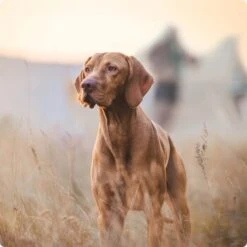 REAL NATURE Adult Pouches 6x300g Hirsch & Huhn -Trixie Deutschland Verkaufs-Shop 2a7e6cb20be89e03efc3fb044f52385d1267f3cd 1314110 de DE Real Nature Original Dog bild 1