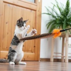 Schlitzohr Federwedel Birdy 3er Pack 16 Schlitzohr Federwedel Birdy 3er Pack -Trixie Deutschland Verkaufs-Shop 2e08cedc855b4fe4d22372cc22f48cef3188be3c 1659562 de DE 4a8ba2ccf79071630769db1080a8b14fba93fcb3EKX8X8