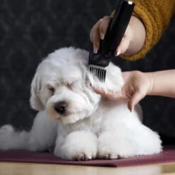 Moser Schermaschine Arco Pro 17 Moser Schermaschine Arco Pro -Trixie Deutschland Verkaufs-Shop 365e29754c538dcc259069da0cc9793e69d0b654 8ffdd5bc19f3a136ec865d6030d040722a7ad1c3