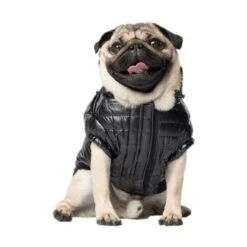 Canada Pooch Glänzende Pufferweste XXS 6 Canada Pooch Glänzende Pufferweste XXS -Trixie Deutschland Verkaufs-Shop 3f39dd202240281d6a8313034415507d9f74aa31 11c6ae75a893f72a8c9fcd54083aee8fc460e2be