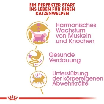 ROYAL CANIN British Shorthair Kitten 2 Kg 5 ROYAL CANIN British Shorthair Kitten 2 Kg – Bild 5