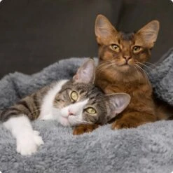 SELECT GOLD Milk-Set Kitten Inkl. Milchflasche & Löffel 300g -Trixie Deutschland Verkaufs-Shop 536de371626fbac7381fe51ce63607aedfae0cd8 1099803 de DE 4 Select Gold Cat 8