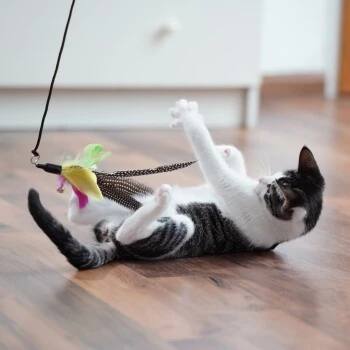 Schlitzohr Stabile Katzenangel Arnold 2 Schlitzohr Stabile Katzenangel Arnold – Bild 2