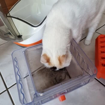 THOMAS Staubsauger 5 THOMAS Staubsauger – Bild 5