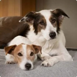 SELECT GOLD Sensitive Mischfütterungs-Set 13tlg. -Trixie Deutschland Verkaufs-Shop 6abb6915af23c615d0cf74853b0a3bb663e7931c 1096086 de DE 4 Select Gold Dog 1