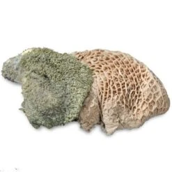 ProCani Buy Nature Pansen Grün 16x500 G -Trixie Deutschland Verkaufs-Shop 71a8a83dd756fbb16781bf6cc22fc4476cf3d110 1408847 de DE Pansen Napf Aufsicht 2