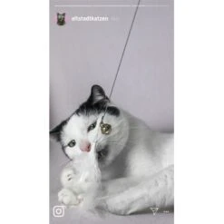 Kater Kasimir Premium Katzenangel Mit 4 Handgemachten Anhängern Aus Naturmaterial -Trixie Deutschland Verkaufs-Shop 770b4a4773ed49d435287f5ac0f03f94a117604e 1408150 de DE d77919138410a09ab67416f25ec15e6664e9d2ac4JZFQJ