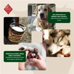 ChronoBalance Kuhmilch Käsestick (XL) 2er Paket 8 ChronoBalance Kuhmilch Käsestick (XL) 2er Paket -Trixie Deutschland Verkaufs-Shop 80c435fb1a64772df08c2807cbb72aa6cb434ce1 1418708 de DE 6e5d452c715e3c46c21bd7dd434bb74b98e2078f2NxQrD