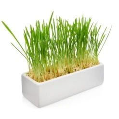 Canadian Cat Company Futterbar Cat Diner 12 Canadian Cat Company Futterbar Cat Diner -Trixie Deutschland Verkaufs-Shop 826fd086574d64d46c2802167da1bfdae7b147ec 1345694 de DE b3d7c26a7588f99653da66172f4236f4bcef6045zlgKlp