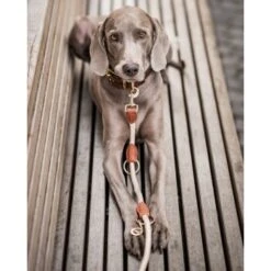 Freudentier Führleine 2m & 3-fach Verstellbar 10 Freudentier Führleine 2m & 3-fach Verstellbar -Trixie Deutschland Verkaufs-Shop 82c4c16600b55dad96f7e995c74cb66bd8f2d8b5 1496011 de DE 621b9f718972b0ac63a777999c0f3069752bf98d8ANo7T