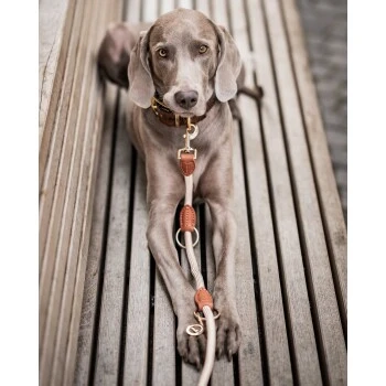 Freudentier Führleine 2m & 3-fach Verstellbar 5 Freudentier Führleine 2m & 3-fach Verstellbar – Bild 5