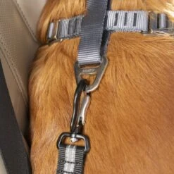 Kurgo Swivel Tether Hunde-Sicherheitsgurt -Trixie Deutschland Verkaufs-Shop 8dbcbcac10d007bd4dc05ef3b5ad9eccf675e998 1481164 de DE eeae5091d7cfc902bca33c6751542cf45e65fb7etcDTIS