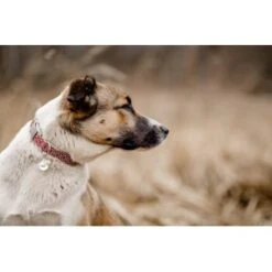 THE DOG IDEA Boho-Chic Halsband June S 9 THE DOG IDEA Boho-Chic Halsband June S -Trixie Deutschland Verkaufs-Shop 9a4d5a684cfd1e6c2d2173609282c1822bea620c 1662735 de DE 6e0814c83a3ae6d1ee3ccd901e0fc15b1c4295e8bCG0ze