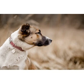 THE DOG IDEA Boho-Chic Halsband June S 5 THE DOG IDEA Boho-Chic Halsband June S – Bild 5