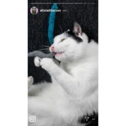 Kater Kasimir 3 Handgerollte Filzwürmchen Aus Schurwolle + 1 Mini-Flasche Katzenminze-Spray -Trixie Deutschland Verkaufs-Shop 9f7ff512709dd50e91c430c3ac3ef7ee598f1a2a 1409266 de DE 1fc0cc3c919dcaaf28a0e442859a52c0a2aaef43Mb7rqZ