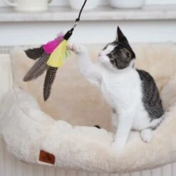 Schlitzohr Katzenangel Federanhänger 5x -Trixie Deutschland Verkaufs-Shop ac968f3e92fea38def92e5a7524fa7085dc78563 1484675 de DE ddb20d567bfb55f49958028f07ad50186cd87523xUAnfc