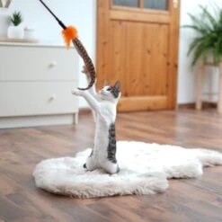 Schlitzohr Federwedel Birdy 3er Pack 12 Schlitzohr Federwedel Birdy 3er Pack -Trixie Deutschland Verkaufs-Shop ad71433917b4c75207a76b8cde2a63e28ac6a3f4 1659562 de DE 3439e97a8a6ef7574f0506829a0694961b8792bfHS2VqL