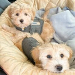 Thundershirt Beruhigungsweste Grau XS -Trixie Deutschland Verkaufs-Shop b73ccfbb685e050e9f2290d960047b91d2dcc354 1102942 3