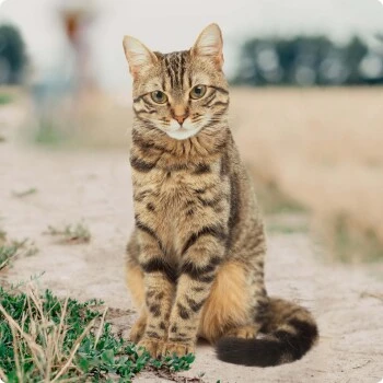 REAL NATURE Adult Rind & Huhn Mit Weizenkeimöl 6x400 G 4 REAL NATURE Adult Rind & Huhn Mit Weizenkeimöl 6x400 G – Bild 4