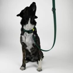 THE DOG IDEA Biothane Hundeleine Dunkelgrün 5 THE DOG IDEA Biothane Hundeleine Dunkelgrün -Trixie Deutschland Verkaufs-Shop c89b8e7b0970fe23476931915a658b9be6e8b8e8 1674192 de DE 0c1fcbe918e3ae6a5aa177080315be9e4fe07940uQibF1