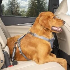 Kurgo Swivel Tether Hunde-Sicherheitsgurt -Trixie Deutschland Verkaufs-Shop c98a15677fc1e1c0088cc106fa72aafcce31bfb5 1481164 de DE 10f0e4a045b293db8a7afa74d0d304771f3abc73tkmK3m