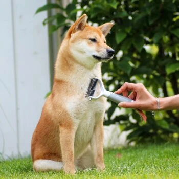 Schlitzohr Unterfellbürste Cookie 6 Schlitzohr Unterfellbürste Cookie – Bild 6