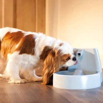 PetSafe Drinkwell Trinkbrunnen Original, 1,5 Liter 4 PetSafe Drinkwell Trinkbrunnen Original, 1,5 Liter – Bild 4