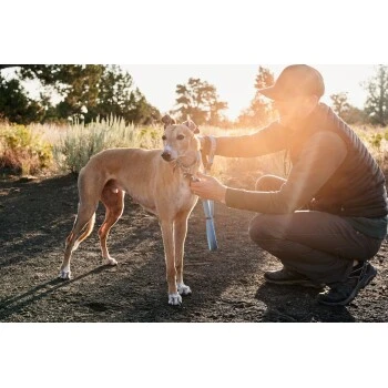 Ruffwear Web Reaction™ Halsband Blau S 8 Ruffwear Web Reaction™ Halsband Blau S – Bild 8