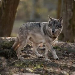 REAL NATURE WILDERNESS True Country Junior 16x100g -Trixie Deutschland Verkaufs-Shop d8df16d01d44eca47dceb4029baf88ff4ded8402 1248542 de DE Real Nature Wilderness Dog bild 2