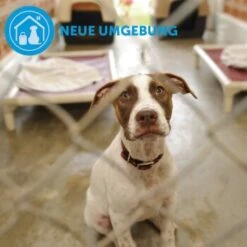 ADAPTIL Calm Halsband Anti Stress Erziehungshalsband S-M -Trixie Deutschland Verkaufs-Shop d9bbd74a63f2c6a012923d517365dbb7e82e2006 1204441 9