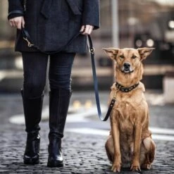 THE DOG IDEA Biothane Halsband Gold Lavendel M -Trixie Deutschland Verkaufs-Shop e37df5ad2a57cd3795a9b06921b94637645a17f9 1655433 de DE 01b2176a917ca11ea55be7a01d9a2ab678a246c6WR8UG5