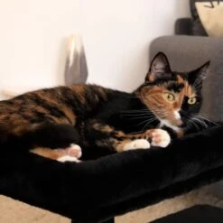 Lionto Kratzbaum 50 Cm Schwarz 9 Lionto Kratzbaum 50 Cm Schwarz -Trixie Deutschland Verkaufs-Shop e9872d8547e85fe692ccdee5ea4beb732e777364 1657017 de DE 8ef3326604869cb0804739e4332ea41f26ecfce95dcRNr