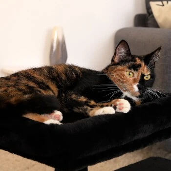 Lionto Kratzbaum 50 Cm Schwarz 4 Lionto Kratzbaum 50 Cm Schwarz – Bild 4