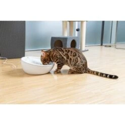 AniOne Keramik-Trinkbrunnen Waterfall Weiß Ohne Ersatzfilter 9 AniOne Keramik-Trinkbrunnen Waterfall Weiß Ohne Ersatzfilter -Trixie Deutschland Verkaufs-Shop f5666e2f535275128e81462f19991e450c3d3f87 c66954489332ac4ff326811e24559ef9b2854fac