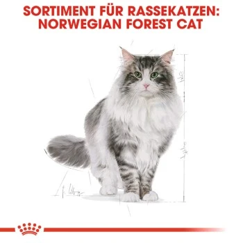 ROYAL CANIN Norwegian Forest Adult 10 Kg 5 ROYAL CANIN Norwegian Forest Adult 10 Kg – Bild 5