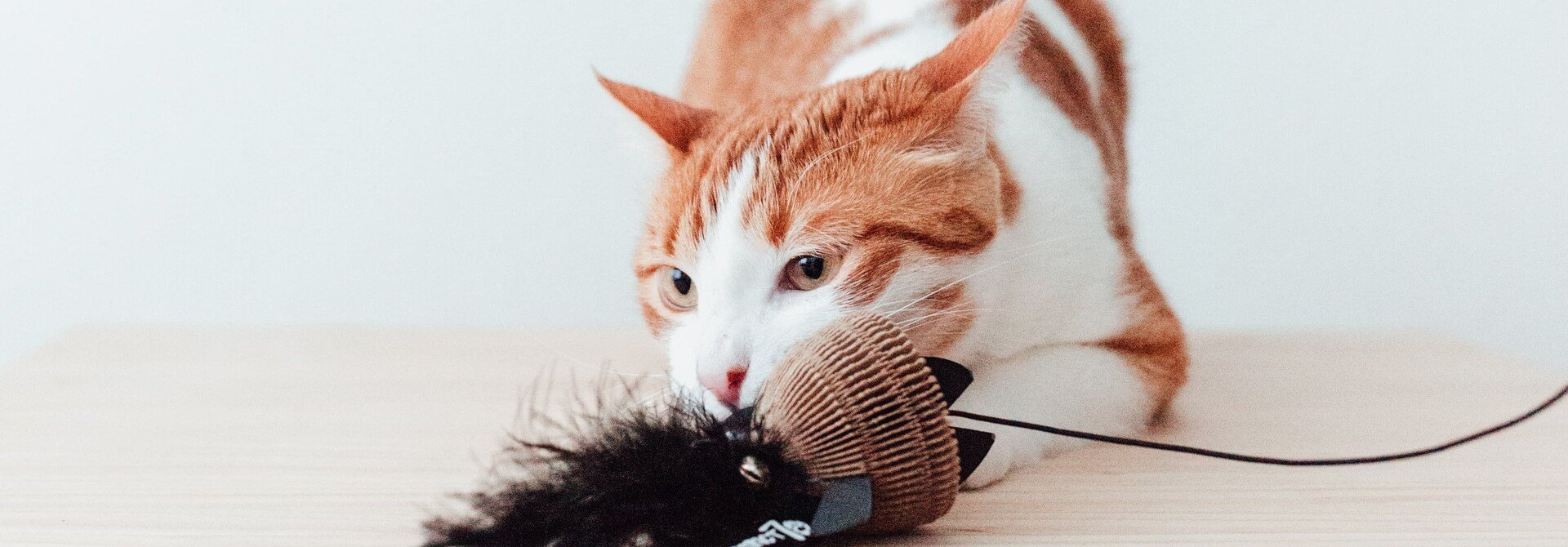 Trixie Deutschland Verkaufs-Shop -Trixie Deutschland Verkaufs-Shop cat toys