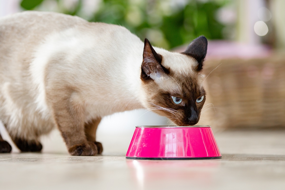 Trixie Deutschland Verkaufs-Shop -Trixie Deutschland Verkaufs-Shop hrthhtee